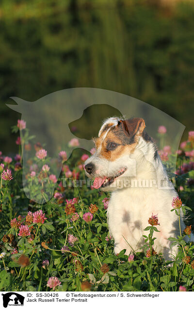 Parson Russell Terrier Portrait / Parson Russell Terrier Portrait / SS-30426