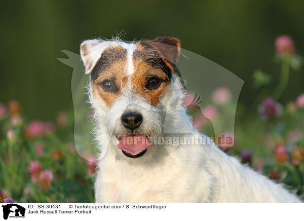 Parson Russell Terrier Portrait / Parson Russell Terrier Portrait / SS-30431