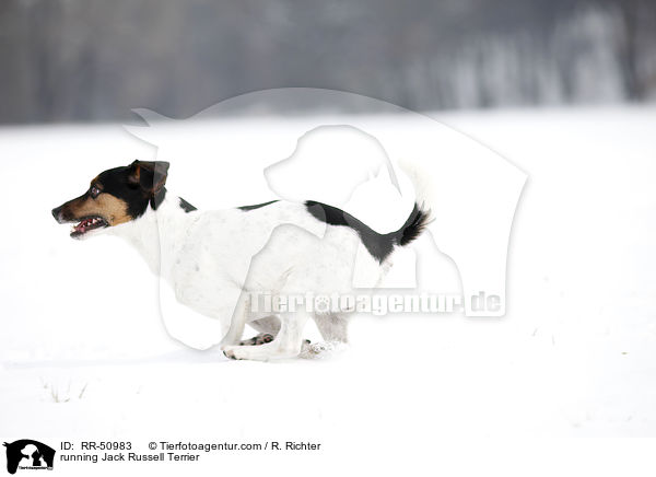 rennender Jack Russell Terrier / running Jack Russell Terrier / RR-50983