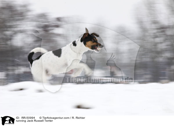 rennender Jack Russell Terrier / running Jack Russell Terrier / RR-50994