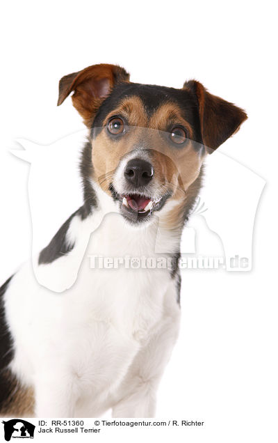 Jack Russell Terrier / Jack Russell Terrier / RR-51360