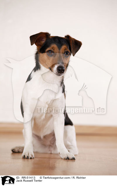 Jack Russell Terrier / Jack Russell Terrier / RR-51413