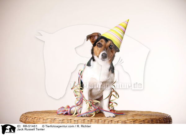 Jack Russell Terrier / Jack Russell Terrier / RR-51461