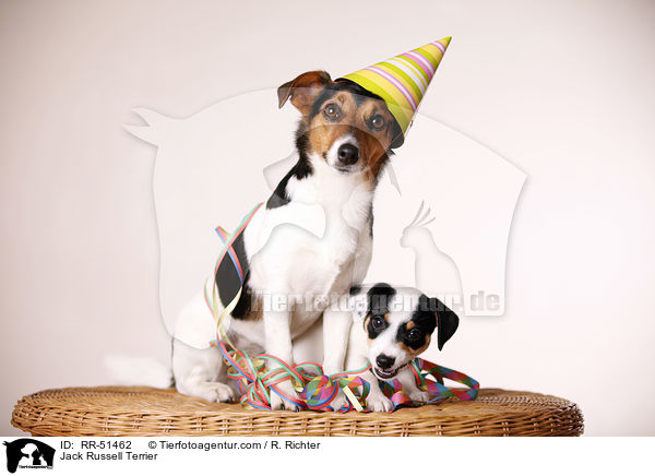 Jack Russell Terrier / Jack Russell Terrier / RR-51462
