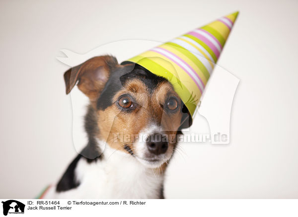 Jack Russell Terrier / Jack Russell Terrier / RR-51464