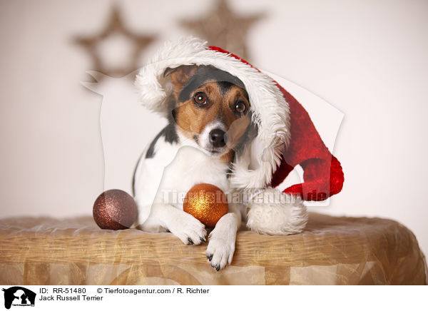 Jack Russell Terrier / Jack Russell Terrier / RR-51480