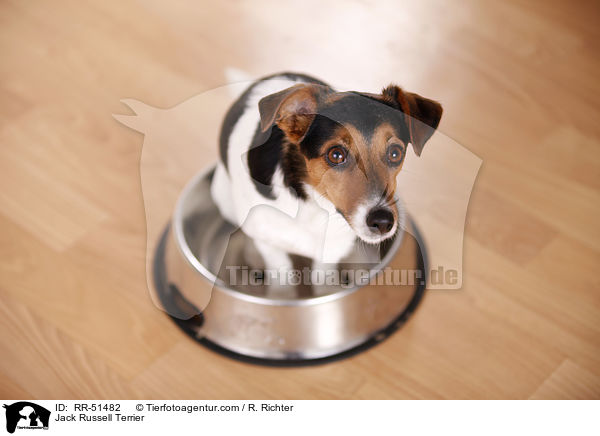 Jack Russell Terrier / Jack Russell Terrier / RR-51482