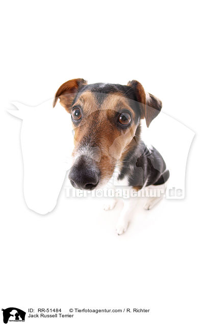 Jack Russell Terrier / Jack Russell Terrier / RR-51484