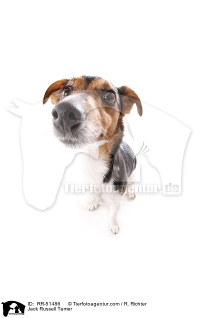 Jack Russell Terrier / Jack Russell Terrier / RR-51486