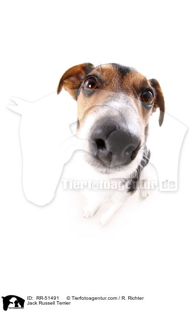 Jack Russell Terrier / Jack Russell Terrier / RR-51491