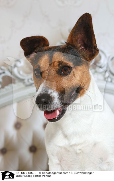 Jack Russell Terrier Portrait / Jack Russell Terrier Portrait / SS-31350