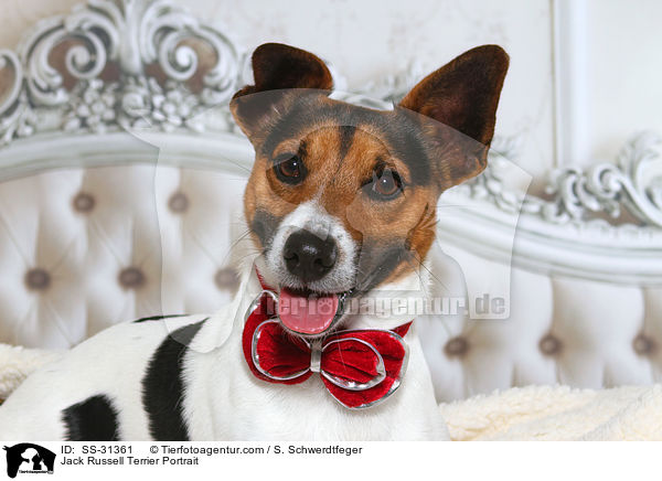 Jack Russell Terrier Portrait / Jack Russell Terrier Portrait / SS-31361