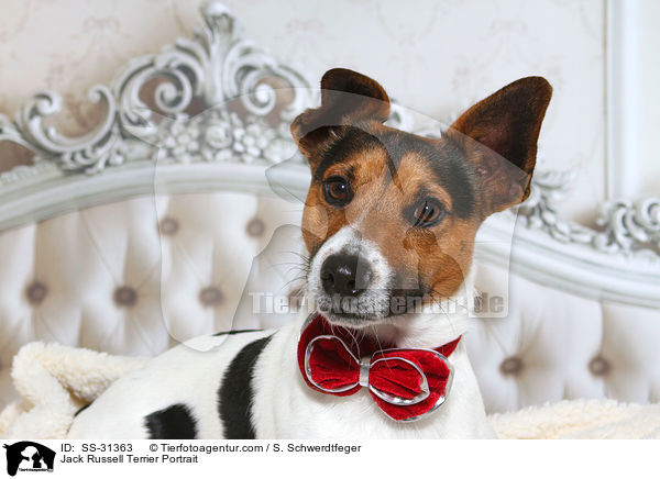 Jack Russell Terrier Portrait / Jack Russell Terrier Portrait / SS-31363