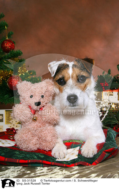 liegender Parson Russell Terrier / lying Parson Russell Terrier / SS-31528