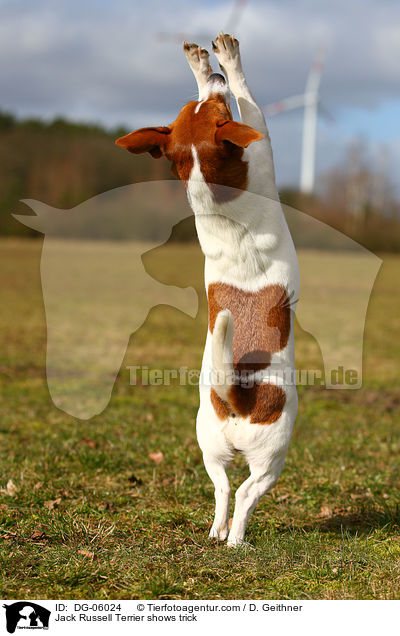 Jack Russell Terrier macht Mnnchen / Jack Russell Terrier shows trick / DG-06024