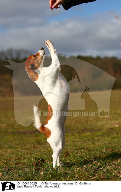 Jack Russell Terrier macht Mnnchen / Jack Russell Terrier shows trick / DG-06025