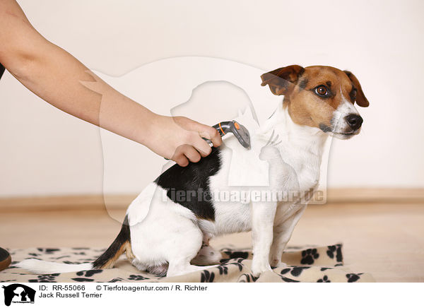 Jack Russell Terrier / Jack Russell Terrier / RR-55066