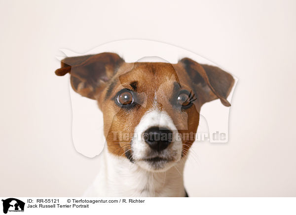 Jack Russell Terrier Portrait / Jack Russell Terrier Portrait / RR-55121