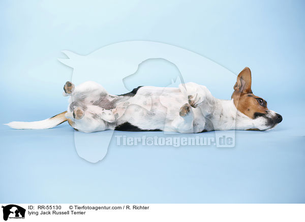 liegender Jack Russell Terrier / lying Jack Russell Terrier / RR-55130