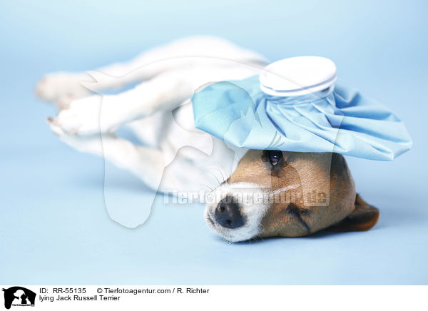 lying Jack Russell Terrier / RR-55135