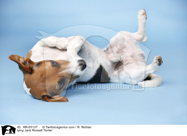 liegender Jack Russell Terrier / lying Jack Russell Terrier / RR-55137