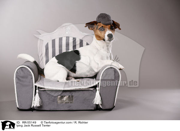 liegender Jack Russell Terrier / lying Jack Russell Terrier / RR-55149