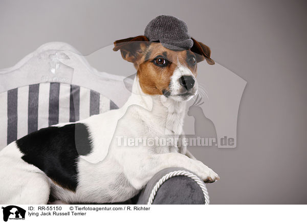 lying Jack Russell Terrier / RR-55150