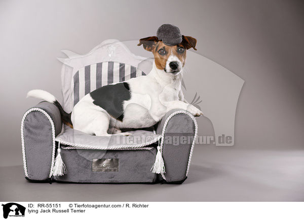lying Jack Russell Terrier / RR-55151