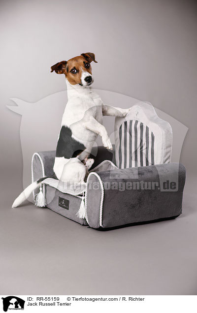 Jack Russell Terrier / Jack Russell Terrier / RR-55159