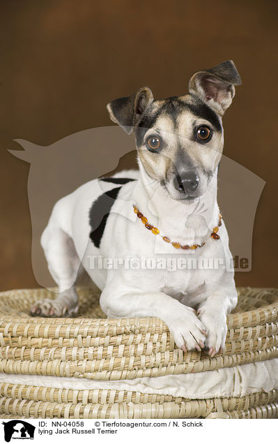 liegender Jack Russell Terrier / lying Jack Russell Terrier / NN-04058