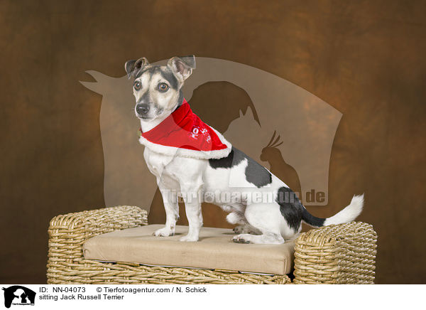 sitzender Jack Russell Terrier / sitting Jack Russell Terrier / NN-04073