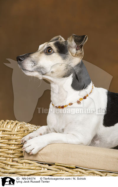 liegender Jack Russell Terrier / lying Jack Russell Terrier / NN-04074
