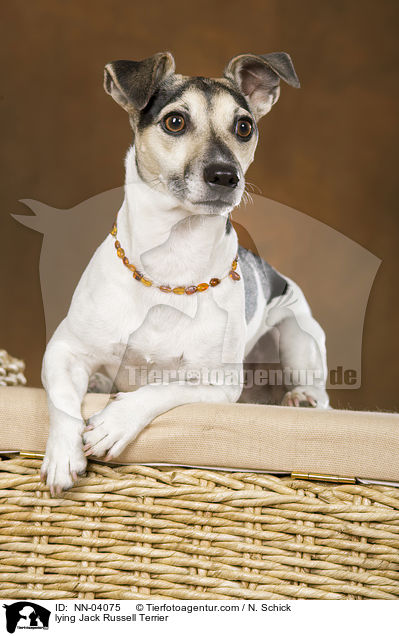 liegender Jack Russell Terrier / lying Jack Russell Terrier / NN-04075