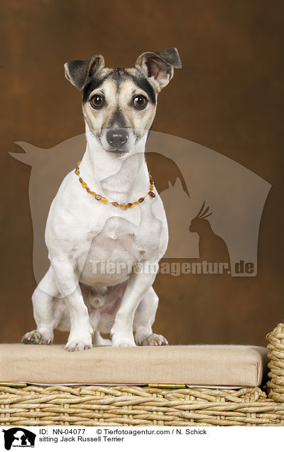 sitzender Jack Russell Terrier / sitting Jack Russell Terrier / NN-04077