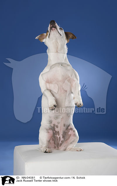 Jack Russell Terrier macht Mnnchen / Jack Russell Terrier shows trick / NN-04081
