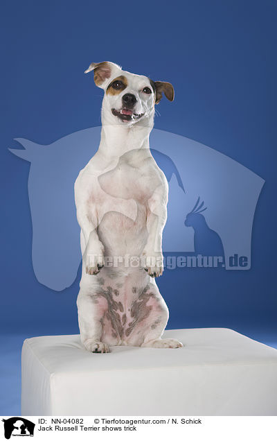 Jack Russell Terrier macht Mnnchen / Jack Russell Terrier shows trick / NN-04082