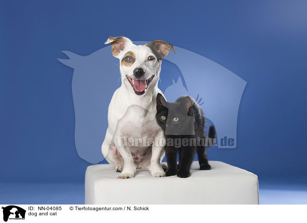 dog and cat / NN-04085