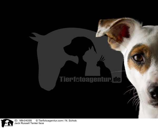 Jack Russell Terrier face / NN-04098