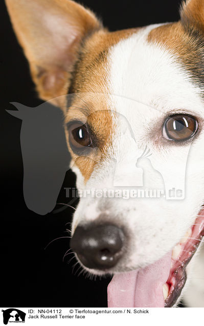 Jack Russell Terrier face / NN-04112