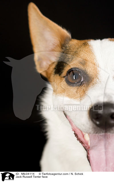 Jack Russell Terrier face / NN-04114