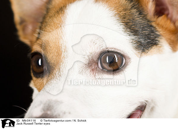 Jack Russell Terrier Augen / Jack Russell Terrier eyes / NN-04116