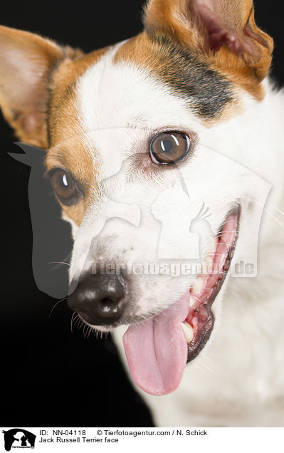 Jack Russell Terrier face / NN-04118