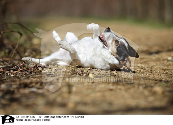 Jack Russell Terrier wlzt sich / rolling Jack Russell Terrier / NN-04125