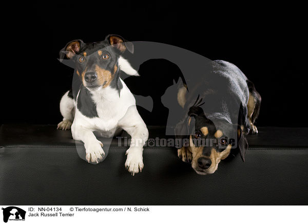 Jack Russell Terrier / Jack Russell Terrier / NN-04134