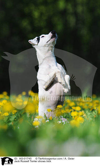 Jack Russell Terrier macht Mnnchen / Jack Russell Terrier shows trick / AG-01745