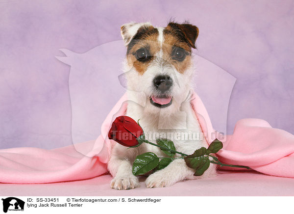 liegender Parson Russell Terrier / lying Parson Russell Terrier / SS-33451