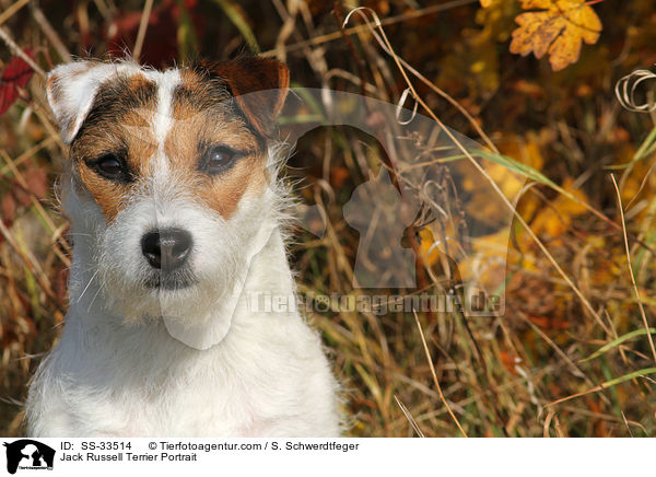 Parson Russell Terrier Portrait / Parson Russell Terrier Portrait / SS-33514