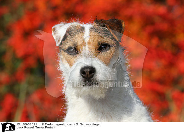 Parson Russell Terrier Portrait / Parson Russell Terrier Portrait / SS-33521