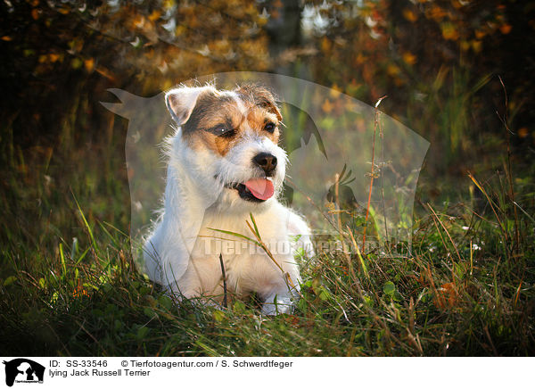 liegender Parson Russell Terrier / lying Parson Russell Terrier / SS-33546