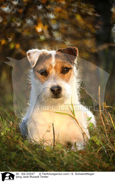 liegender Parson Russell Terrier / lying Parson Russell Terrier / SS-33547